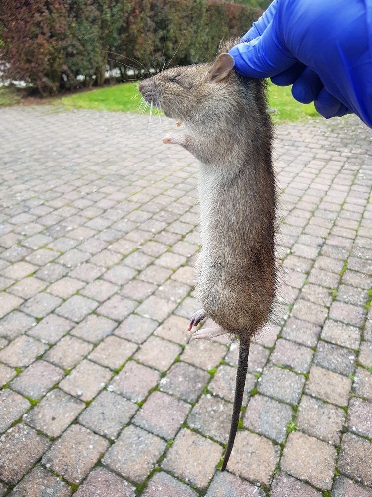 Comment exterminer les rats et les souris ?