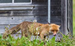 Qu'est-ce que la maladie du renard, à la fois rare et dangereuse ?